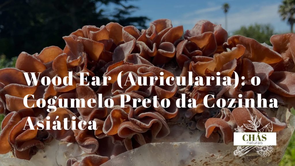 wood ear Auricularia auricula-judae secos negros ao lado dos mesmos reidratados em taça com água mostrando a diferença de tamanho e textura
