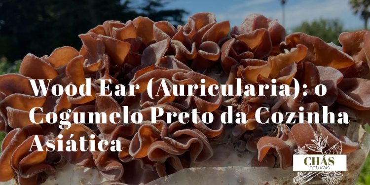 wood ear Auricularia auricula-judae secos negros ao lado dos mesmos reidratados em taça com água mostrando a diferença de tamanho e textura